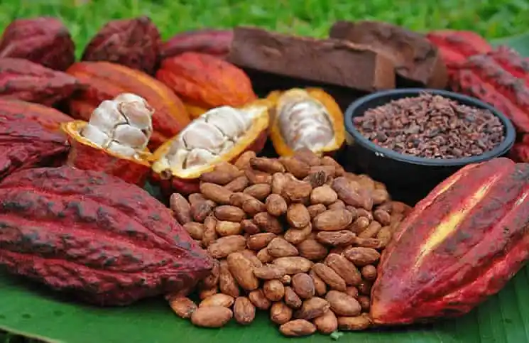 cacao
